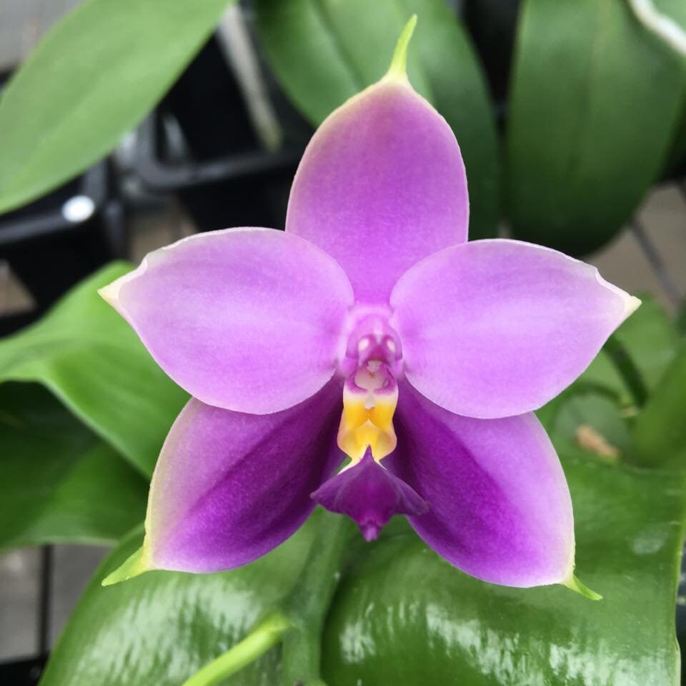 Phal. Samera var. blue x sib, Very fragrant!