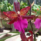 In spike! Colmanara Massai "Pink", pinky color and fragrant