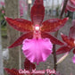 In spike! Colmanara Massai "Pink", pinky color and fragrant