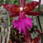 In spike! Colmanara Massai "Pink", pinky color and fragrant