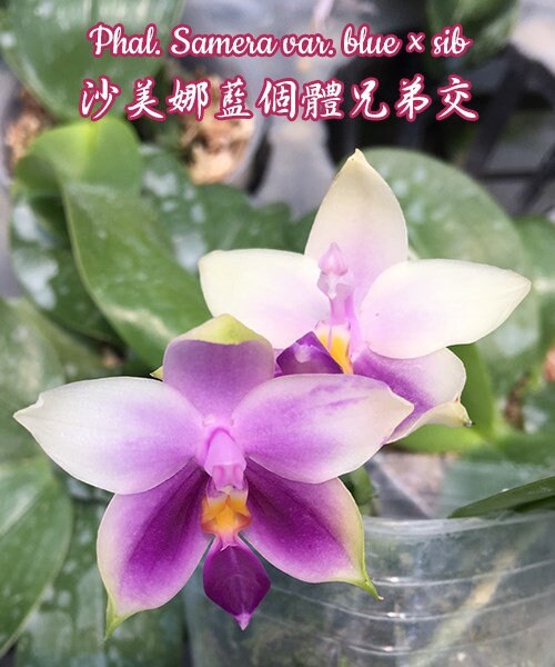 Phal. Samera var. blue x sib, Very fragrant!