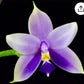 Phal. Samera var. blue x sib, Very fragrant!