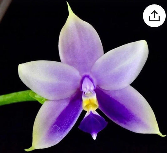 Phal. Samera var. blue x sib, Very fragrant!