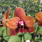 In short spike! Phal. Zheng Min Anaconda, fragrant, rare and very famous hybrid