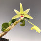 Den. officinale, 铁皮石斛, very fragrant