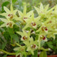Den. officinale, 铁皮石斛, very fragrant