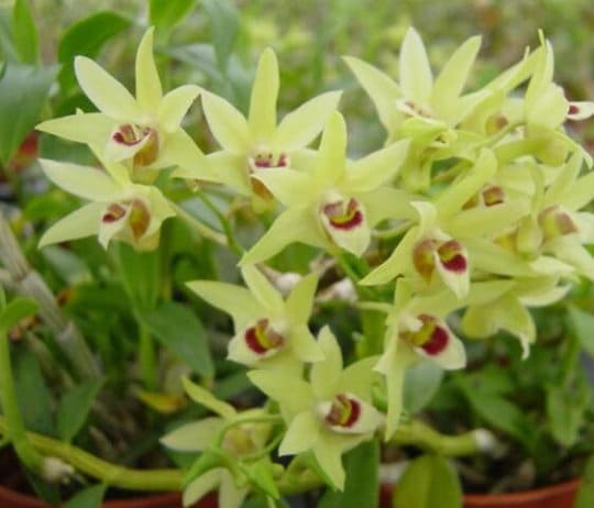 Den. officinale, 铁皮石斛, very fragrant