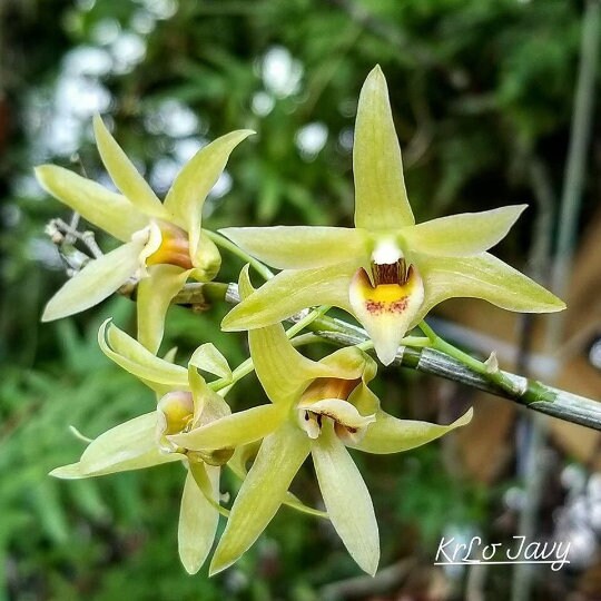 Den. officinale, 铁皮石斛, very fragrant