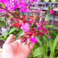 In spike! Colmanara Massai "Pink", pinky color and fragrant