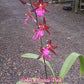In spike! Colmanara Massai "Pink", pinky color and fragrant