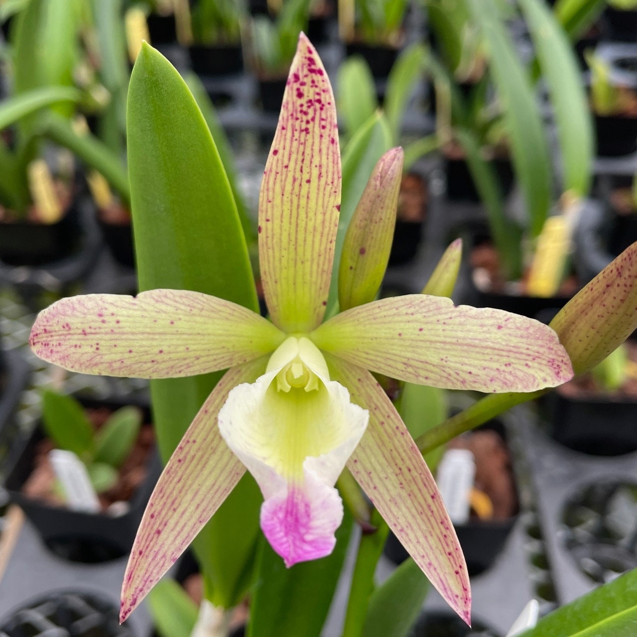 Nice fragrance! Blc. Hilda Takamatsu