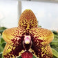 In short spike! Phal. Zheng Min Anaconda, fragrant, rare and very famous hybrid