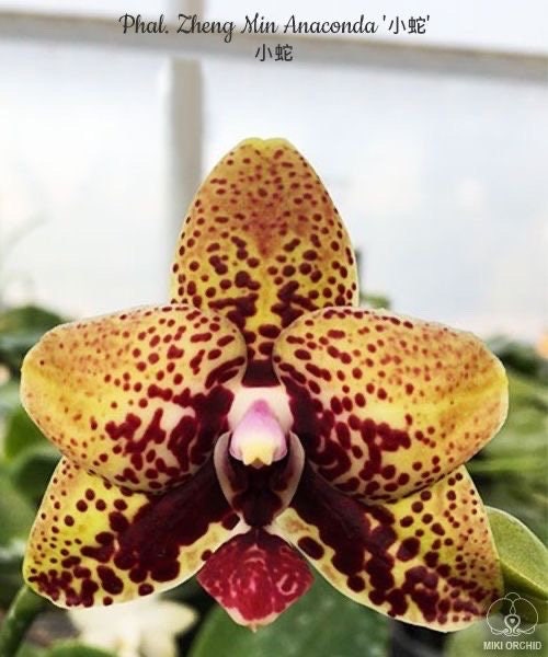 In short spike! Phal. Zheng Min Anaconda, fragrant, rare and very famous hybrid