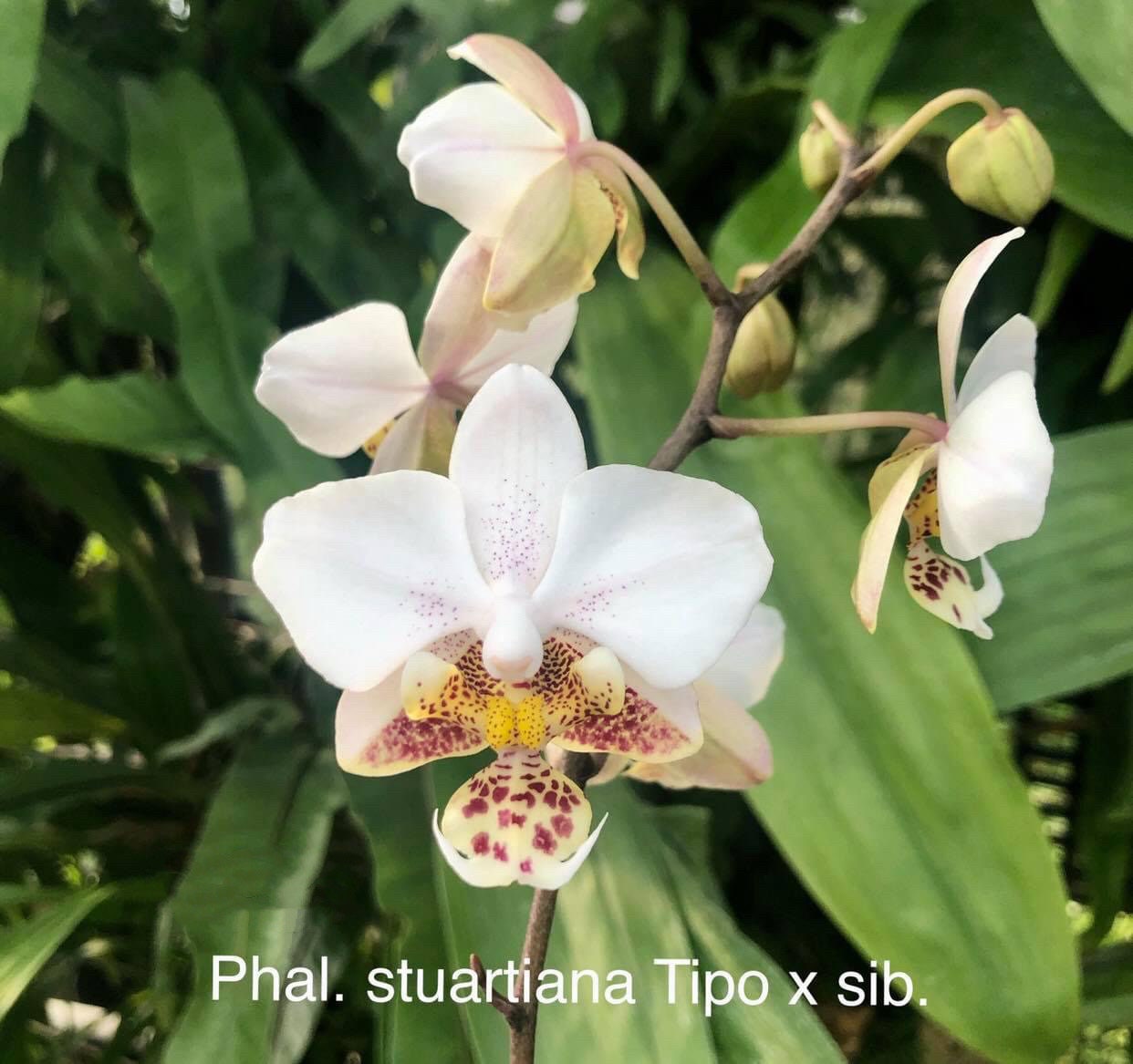 Mottled leaves! Phal. stuartiana 'tipo' x sib, orchid species, fragrant