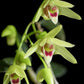 Den. officinale, 铁皮石斛, very fragrant