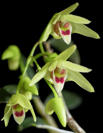 Den. officinale, 铁皮石斛, very fragrant