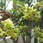 Den. officinale, 铁皮石斛, very fragrant