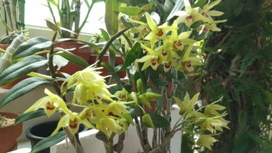 Den. officinale, 铁皮石斛, very fragrant