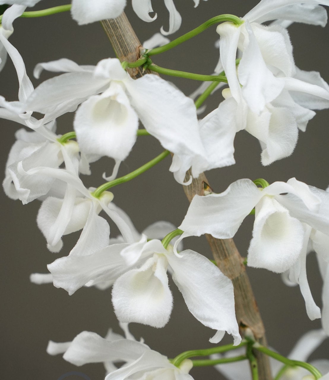 Very rare! Dendrobium nobile var alba, fragrant, orchid species