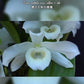 Very rare! Dendrobium nobile var alba, fragrant, orchid species
