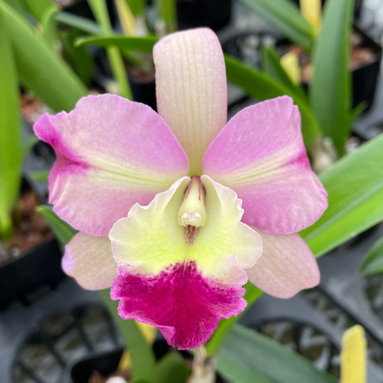 Nice fragrance! Blc. Hilda Takamatsu