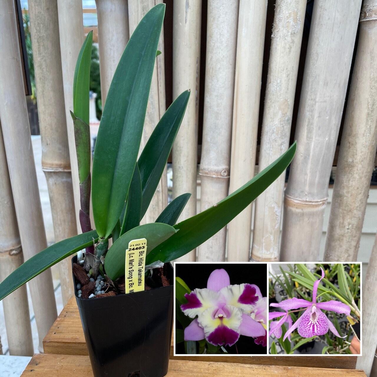 Nice fragrance! Blc. Hilda Takamatsu