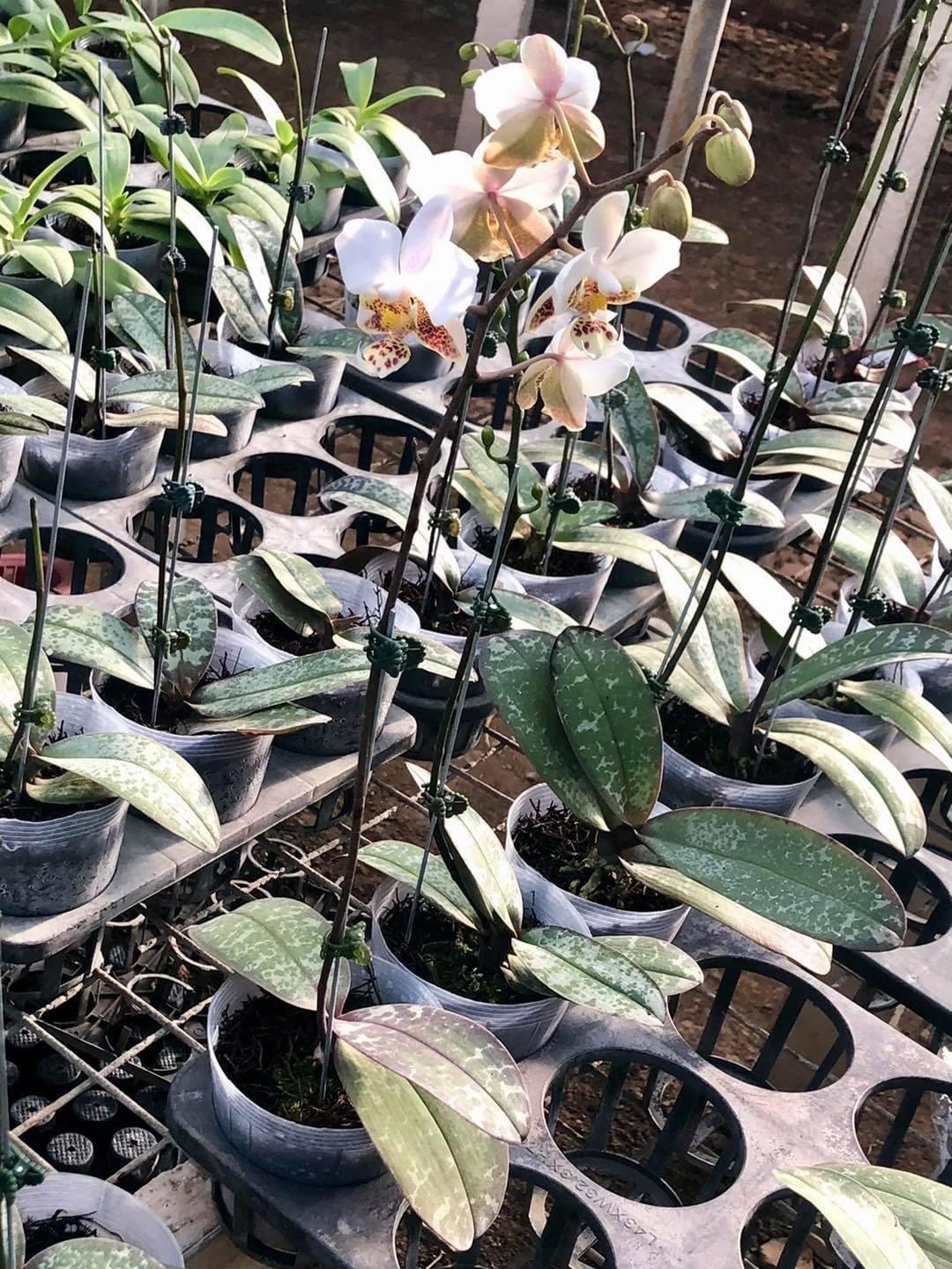 Mottled leaves! Phal. stuartiana 'tipo' x sib, orchid species, fragrant