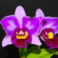 Rlc. Hsinying Rouge 'C.H. 6', very fragrant