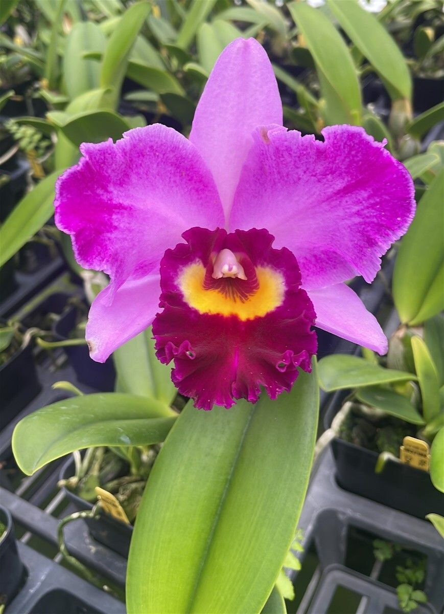 Rlc. Hsinying Rouge 'C.H. 6', very fragrant