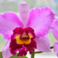 Rlc. Hsinying Rouge 'C.H. 6', very fragrant