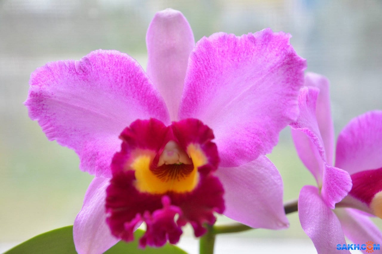 Rlc. Hsinying Rouge 'C.H. 6', very fragrant