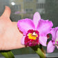 Rlc. Hsinying Rouge 'C.H. 6', very fragrant