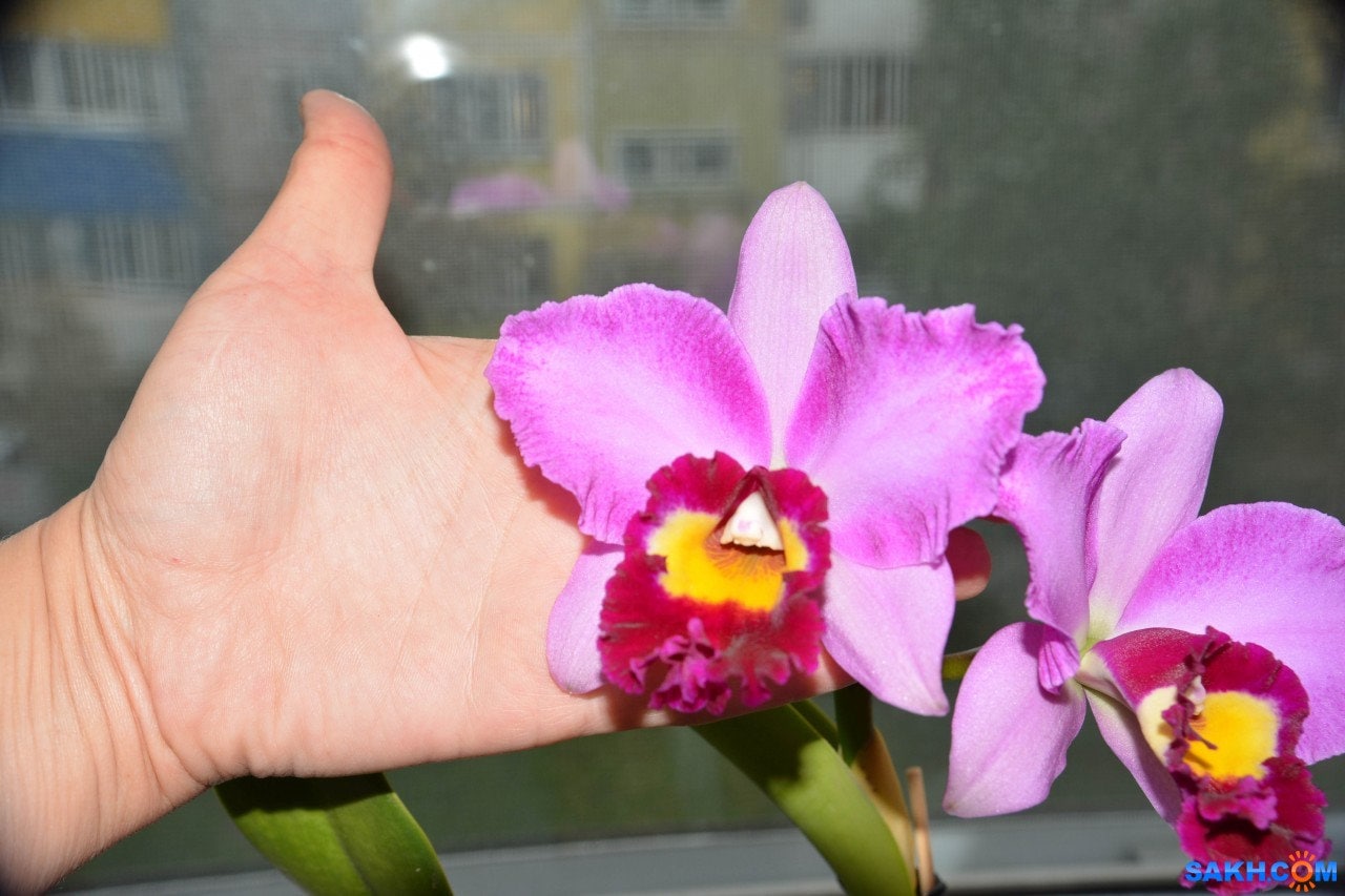 Rlc. Hsinying Rouge 'C.H. 6', very fragrant