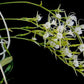 Oeoniella polystachys 喇叭脣風蘭, orchid species