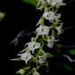 Oeoniella polystachys 喇叭脣風蘭, orchid species