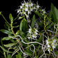 Oeoniella polystachys 喇叭脣風蘭, orchid species