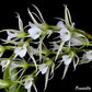 Oeoniella polystachys 喇叭脣風蘭, orchid species