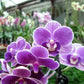 Phal. Sogo Vivian 'Smurf' (Special Indigo), multifloral