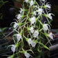 Oeoniella polystachys 喇叭脣風蘭, orchid species