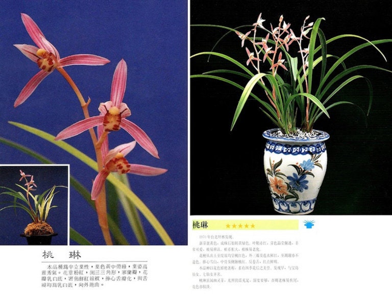 Cymbidium ensifolium “Tao Lin” 建兰/四季兰 ‘桃琳’, very fragrant pinky flower