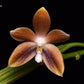 Phal. speciosa f. brunneola x sib, random petal color in white or drak coffee/brown, sequential bloomer