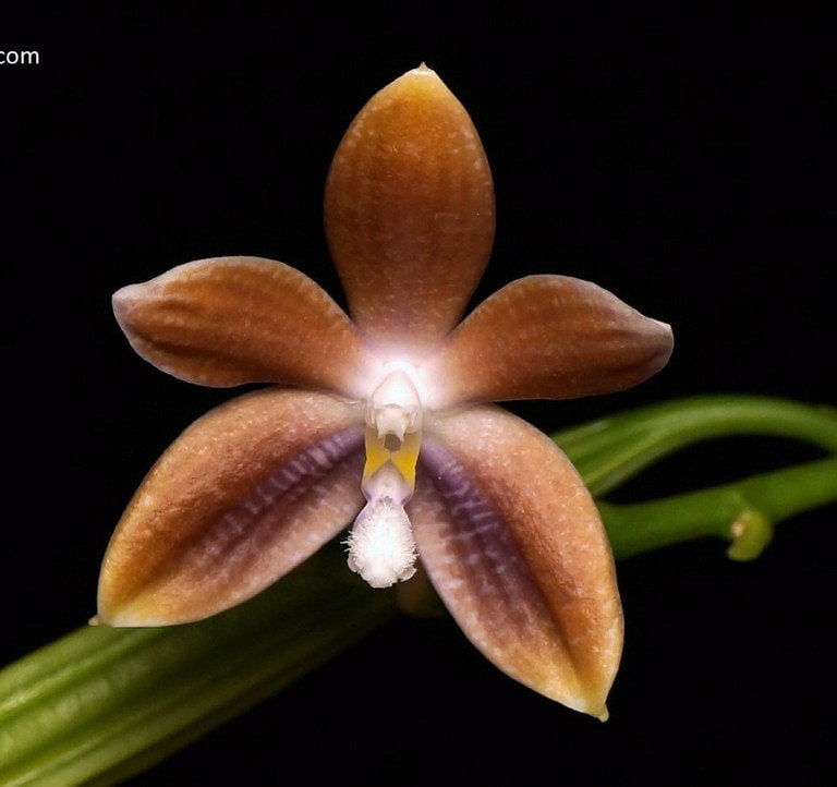 Phal. speciosa f. brunneola x sib, random petal color in white or drak coffee/brown, sequential bloomer