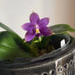 Phal. violacea var. Indigo x sib — cute round leaves and very fragrant!