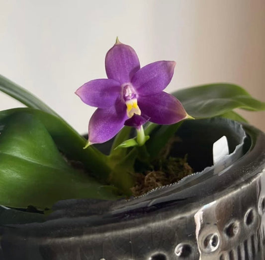 Phal. violacea var. Indigo x sib — cute round leaves and very fragrant!