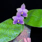 Phal. violacea var. Indigo x sib — cute round leaves and very fragrant!