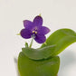 Phal. violacea var. Indigo x sib — cute round leaves and very fragrant!