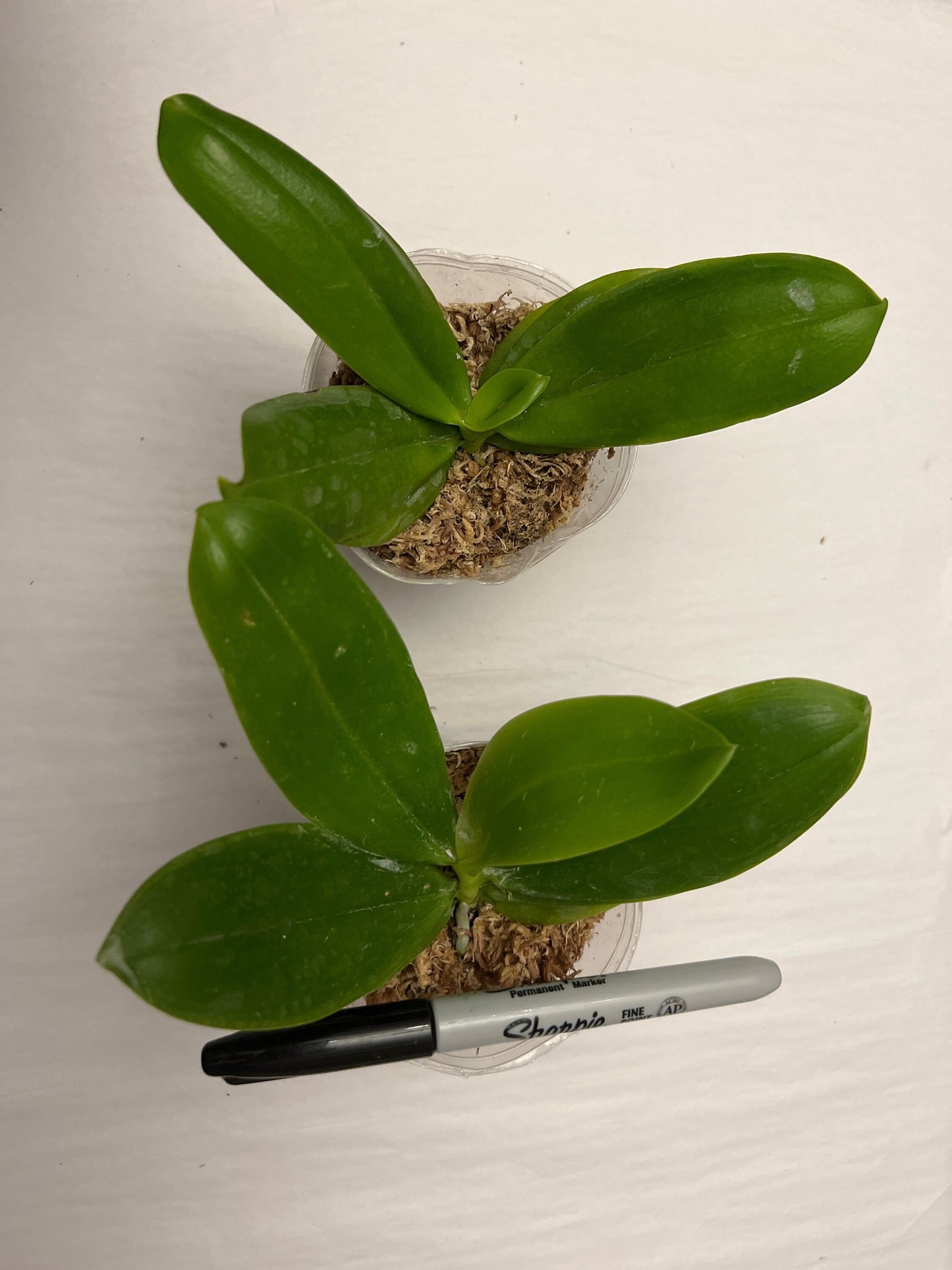 Phal.speciosa ‘Jiaho Coffee’ SM/TOGA , random petal color in white or coffee/brown, sequential bloomer