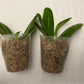 Phal.speciosa ‘Jiaho Coffee’ SM/TOGA , random petal color in white or coffee/brown, sequential bloomer