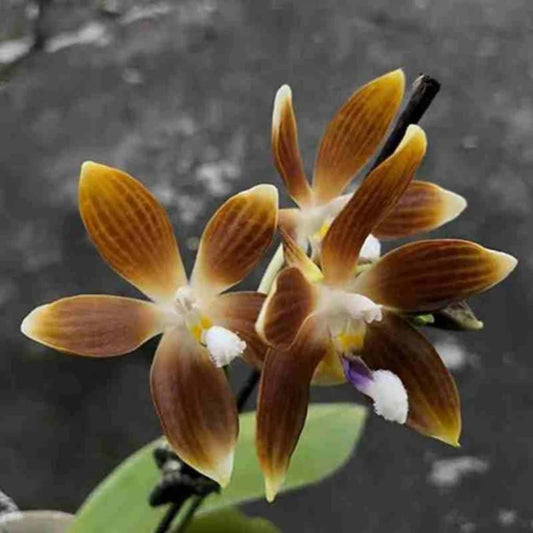 Phal.speciosa ‘Jiaho Coffee’ SM/TOGA , random petal color in white or coffee/brown, sequential bloomer