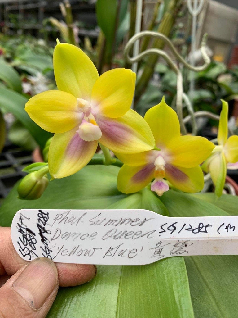 Phal. Summer Dance Queen x sib, cute round leaves